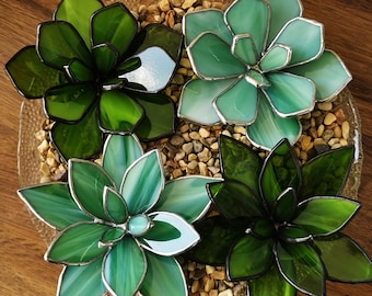 Stained glass succulent, waterless plant, cactus, succulent