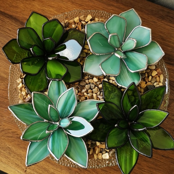 Stained glass succulent, waterless plant, cactus, succulent