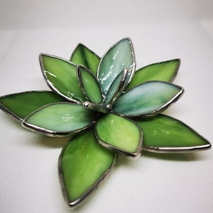 Stained glass succulent, waterless plant, cactus, succulent Green Textured