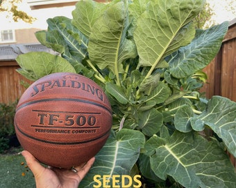 Green Tree Collard (aka Tree Kale)  Perennial Green *30 Seeds*