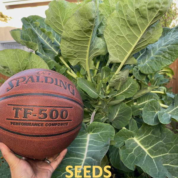 Green Tree Collard (aka Tree Kale)  Perennial Green *30 Seeds*