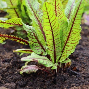 Red Vein Dock Rumex sanguineus image 2