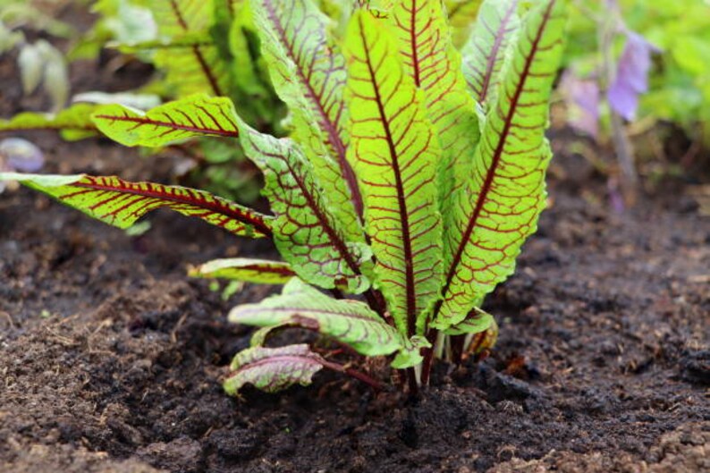 Red Vein Dock Rumex sanguineus image 2