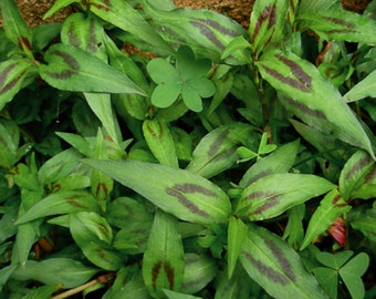 Wietnamska kolendra „Rau Ram” (Polygonum odoratum) *Roślina ukorzeniona*