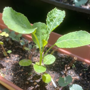 Green Tree Collard *4-inch rooted plants* Perennials!!