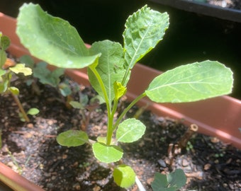 Green Tree Collard *4-inch rooted plants* Perennials!!