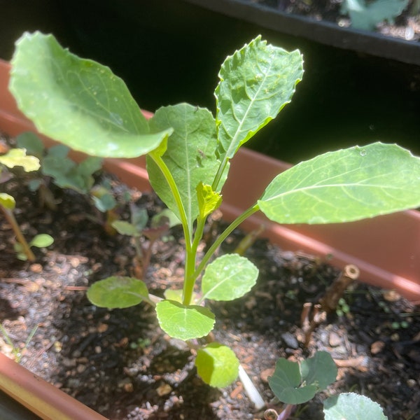 Green Tree Collard *4-inch rooted plants* Perennials!!