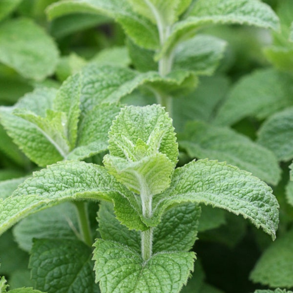 Apple Mint (Mentha suaveolens) *Rooted Plant*