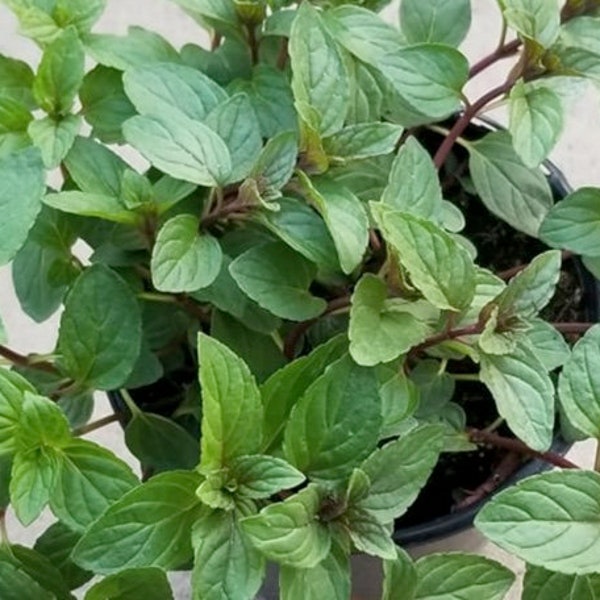 Chocolate Mint (Mentha piperita).  *3-inch Rooted Plant*