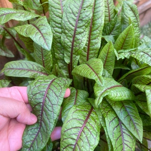 Red Vein Dock Rumex sanguineus image 1