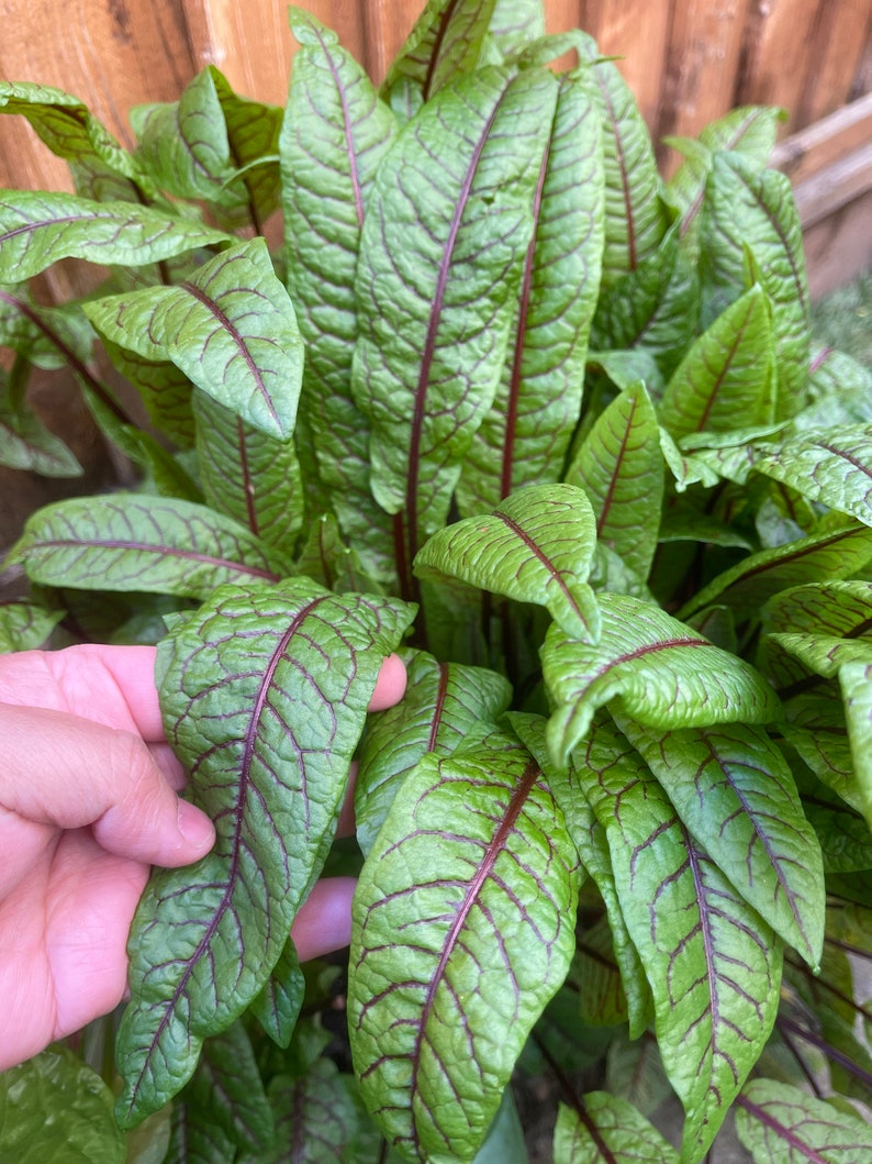 Red Vein Dock Rumex sanguineus image 1