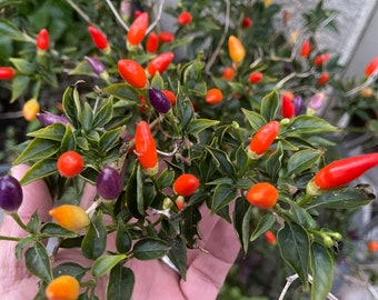 Numex Twilight Perennial Pepper *30 seeds*