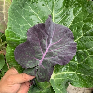 Purple Tree Collard *RARE*  (aka Tree Kale) Perennial *30 seeds*