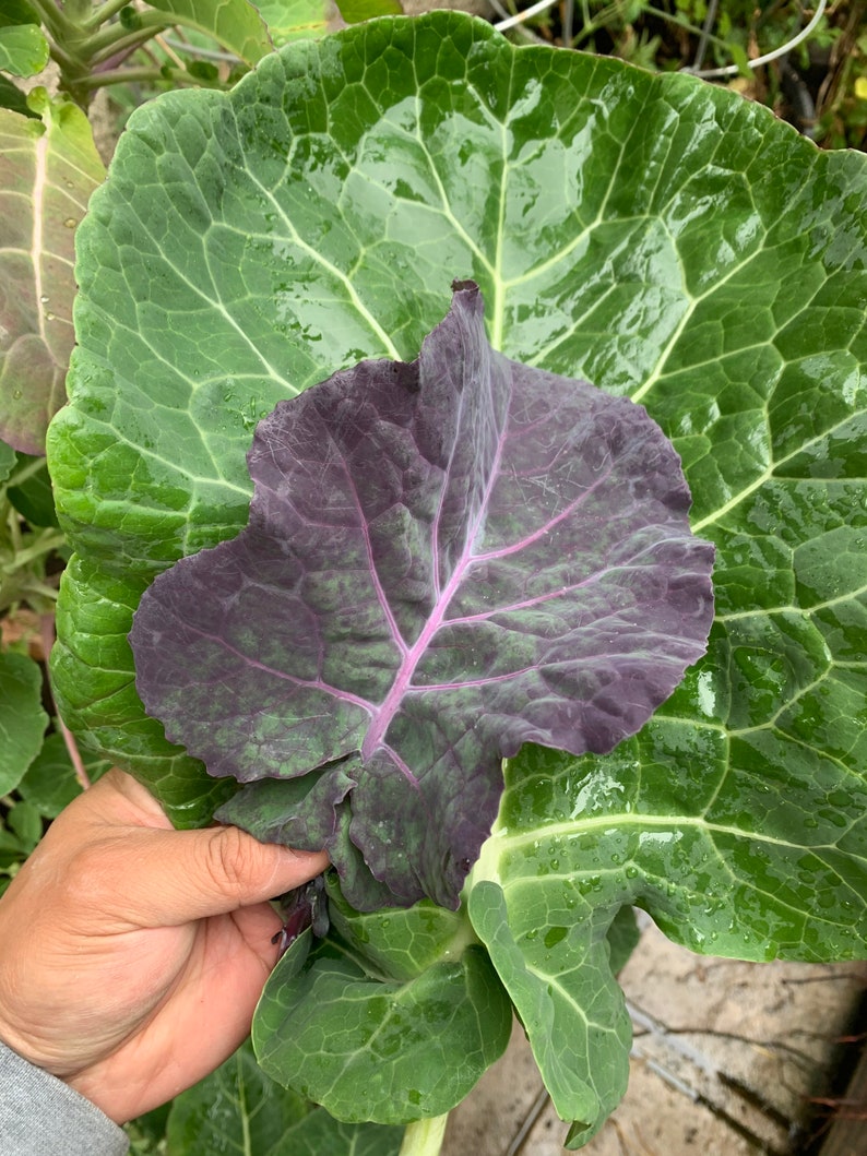 Purple Tree Collards 4 Rooted Plants Perennials Etsy
