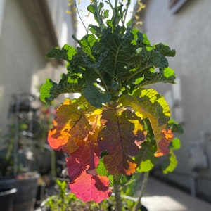 King Collard *San Ramon variety*  20 seeds