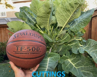 Green Tree Collard (aka Tree Kale) Cuttings *Perennial Green*