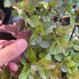 Lavender Mint (Mentha piperita) *Rooted Plant*