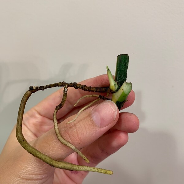 Rare Variegated Epipremnum Pinnatum chonk