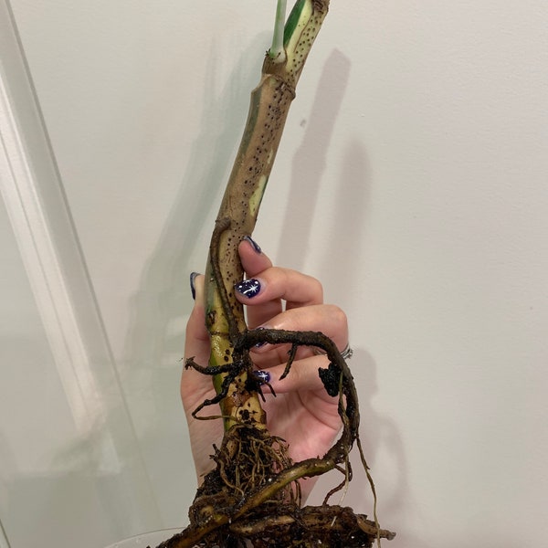 Rare Gigantic Epipremnum Pinnatum chonk