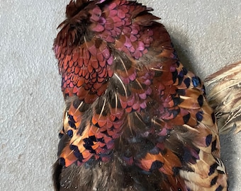 Domestic Pheasant feathers-parts of pelt