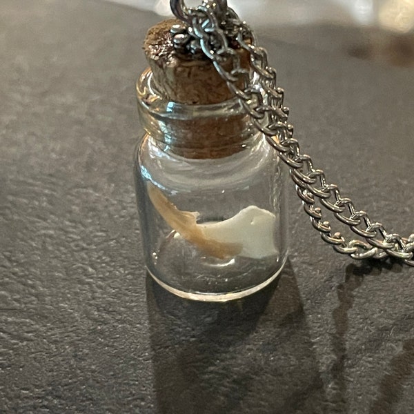 Tiny badger claw in small glass vial necklace