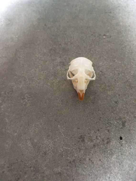 Field Mouse Skull Etsy