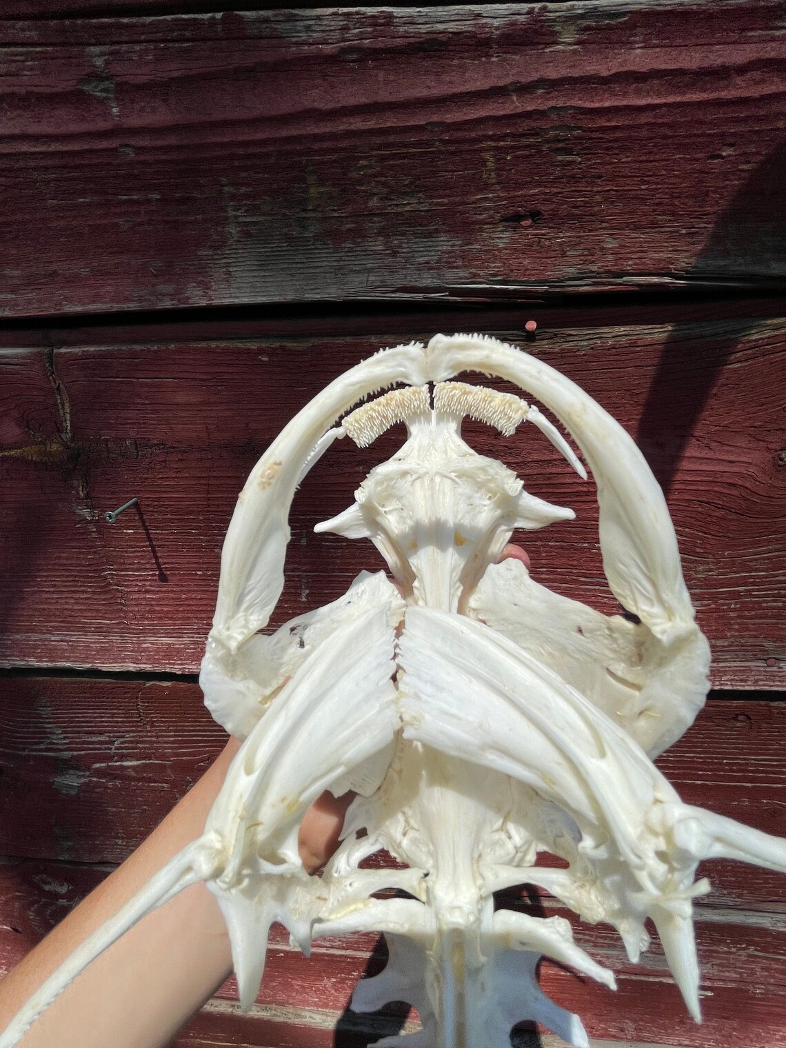 Channel catfish skeleton 21 inches Etsy