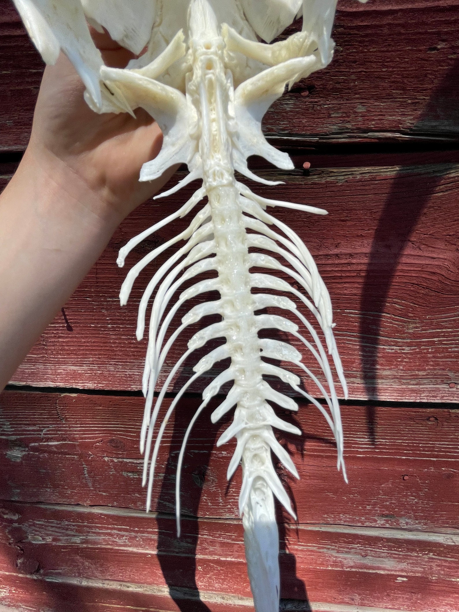 Discover The Shocking Skeletal Secret Of Catfish! - mqye4e7