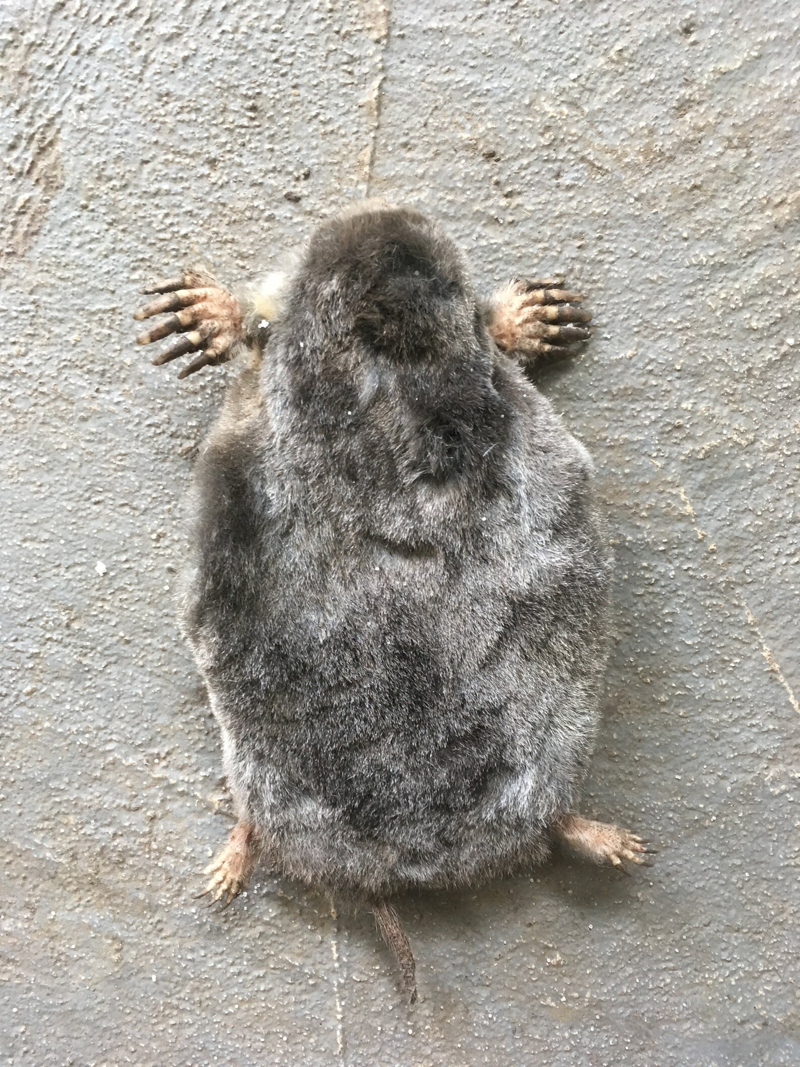 Mole pelt for crafts or decoration Etsy