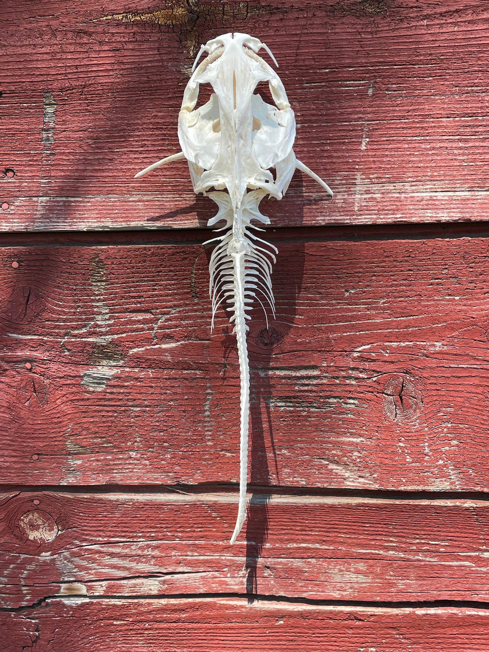 Channel Catfish Skeleton 21 Inches Etsy