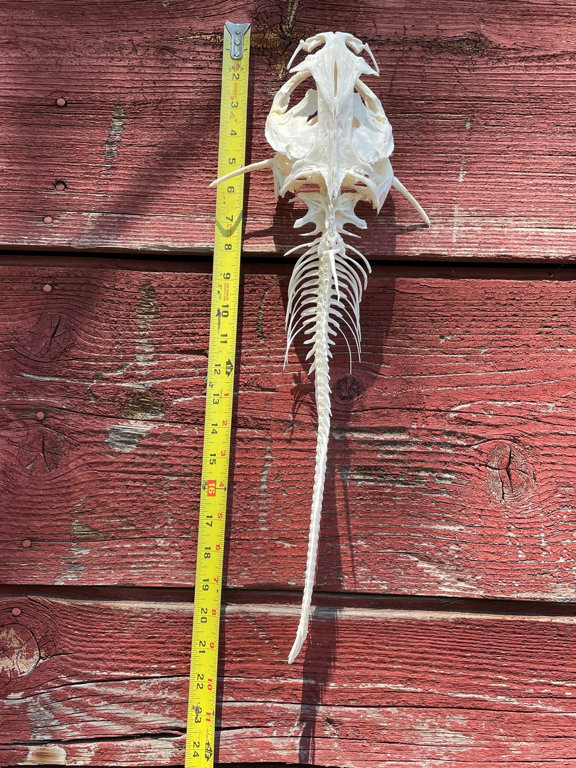 Channel catfish skeleton 21 inches Etsy