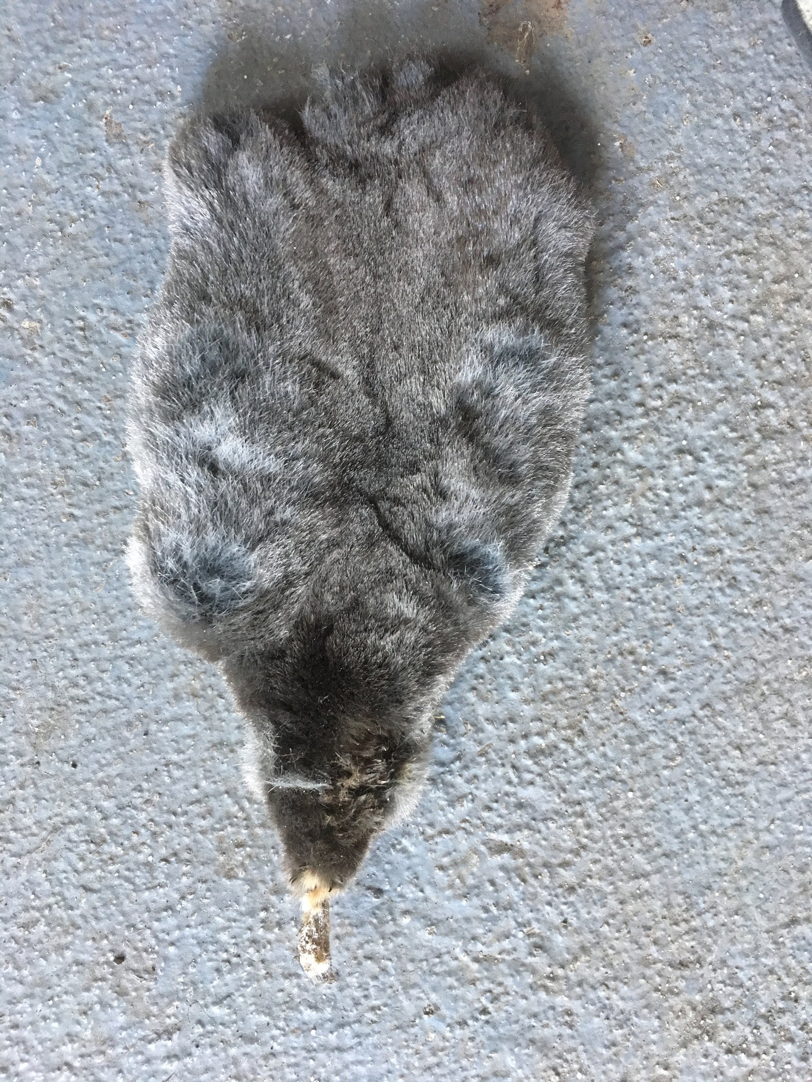 Mole pelt for crafts or decoration Etsy