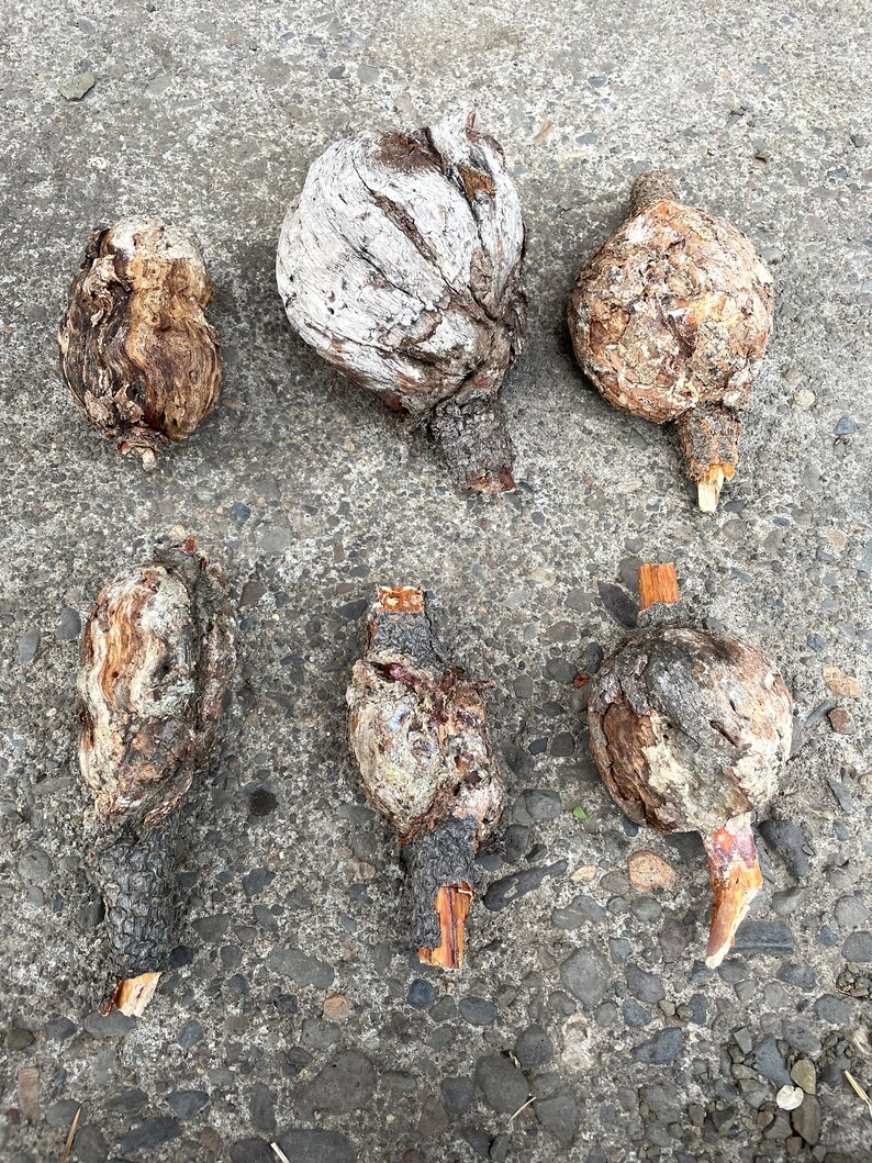 Ponderosa pine tree knots Etsy