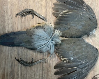 California Quail wings, feet, and tail