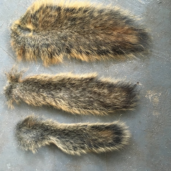 Fox squirrel tail