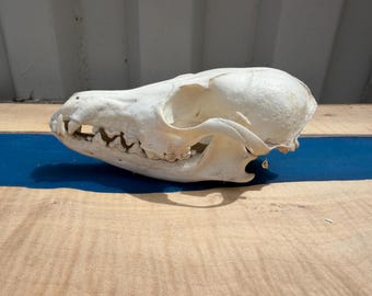 Red Fox Skull