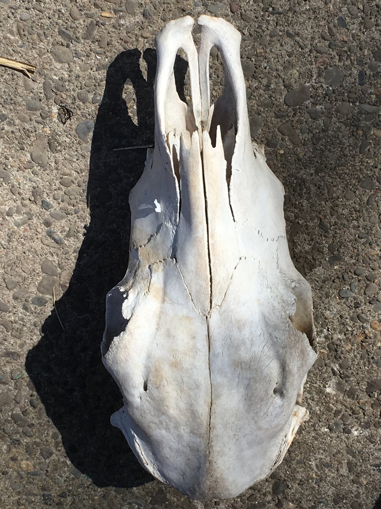 Natural Cow Bones Buy by Type of Bone and Poundage Etsy