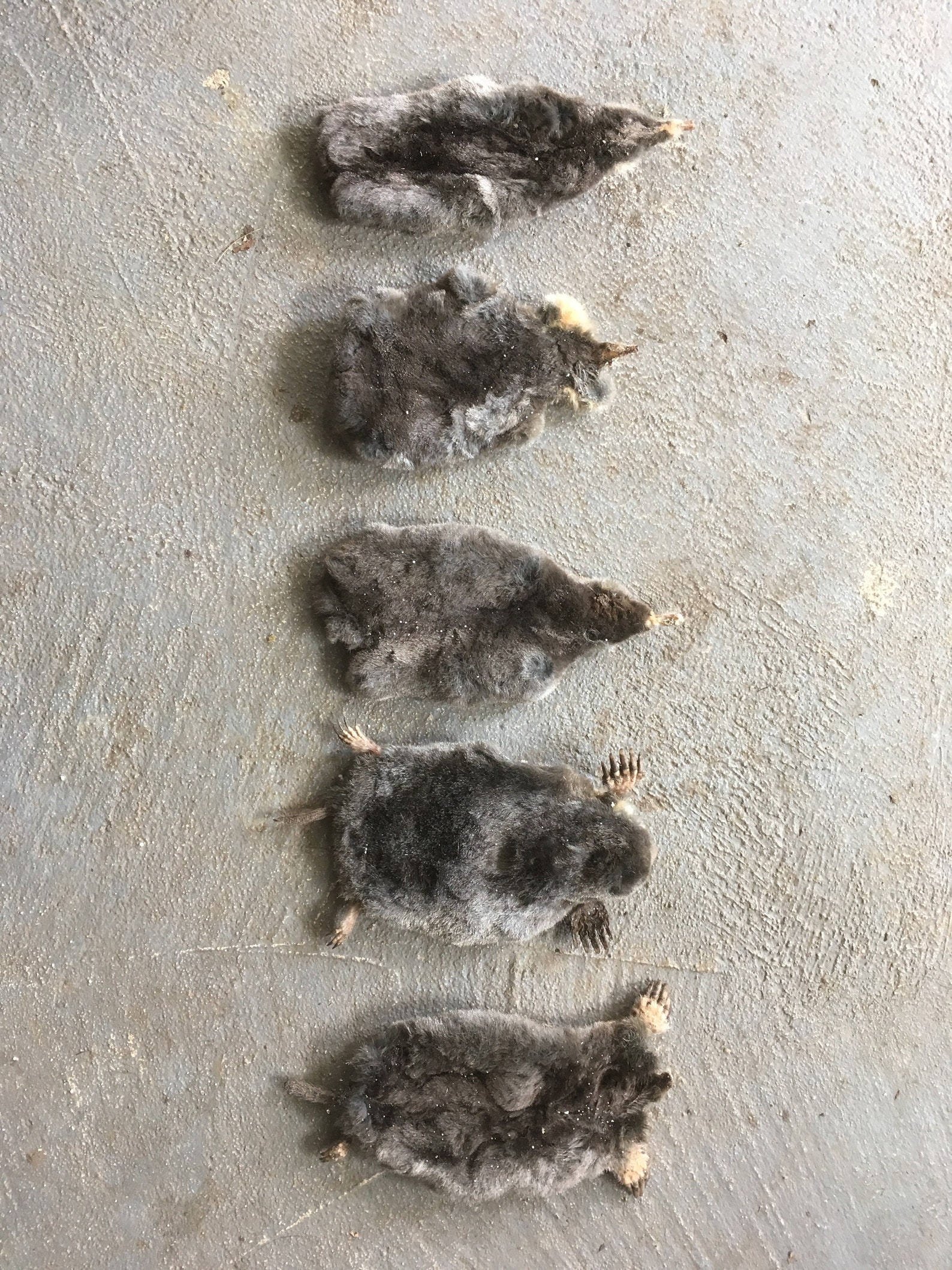 Mole pelt for crafts or decoration Etsy