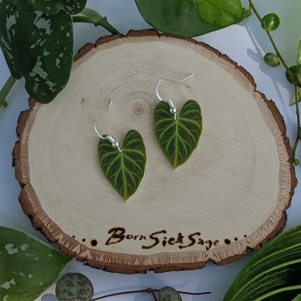 Philodendron Verrucosum Botanical Houseplant Leaf Earrings