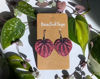 Peperomia Caperata Rosso Starter Plant (ALL STARTER PLANTS require you to  purchase 2 plants!) - Etsy.de