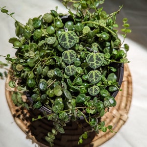 Puede incluir: Un par de pendientes de plata con círculos estampados en verde y blanco que cuelgan de ellos. Los pendientes están delante de una planta en maceta con pequeñas hojas redondas y verdes.