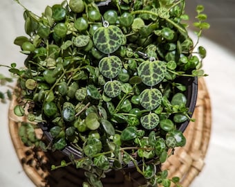 String of Turtles Botanical Plant Leaf Handmade Earrings