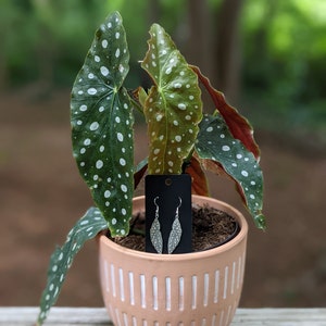 May include: A pair of silver leaf-shaped earrings on a black card, in front of a potted plant with green leaves with white spots.