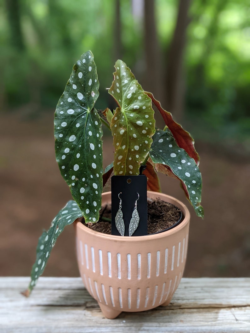 May include: A pair of silver leaf-shaped earrings on a black card, in front of a potted plant with green leaves with white spots.