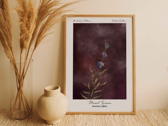 Herbal Eco Friendly Print - Pleated Gentian - 12 x 16" Vintage-Naturalist Style - Dark Academia Herbarium Aesthetic - Very Peri