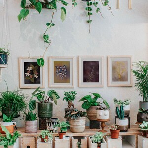 plant herbarium, light academia bedroom decor, academia aesthetic