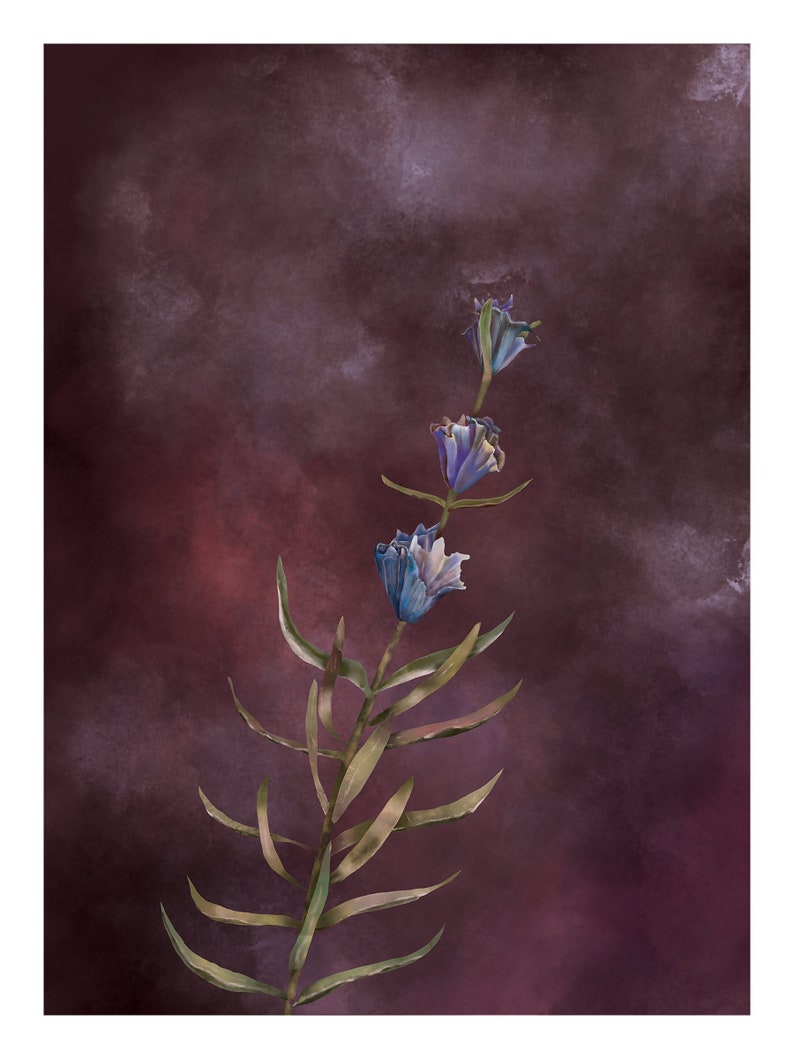 herbal illustration for plant herbarium