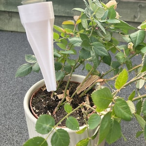 Puede incluir: Un dispositivo de riego de plantas de plástico blanco se inserta en una planta de rosas en maceta. La planta de rosas tiene hojas verdes y algunos capullos de rosa. La maceta es blanca y tiene una superficie texturizada. El dispositivo está conectado a una botella de plástico transparente.