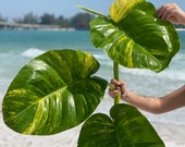 Giant Variegated Hawaiian Pothos