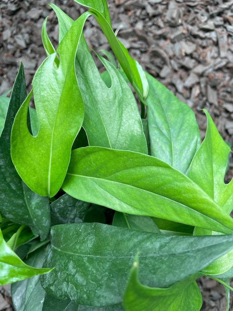 Epipremnum Pinnatum Baltic Blue / Pothos / House Plant / Etsy